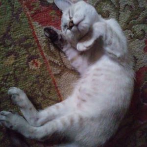 Meet your Posher, Dionicia